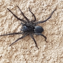 Lycosidae (family) (Wolf spider) at Capital Hill, ACT - 10 Jul 2023 by wandering