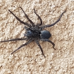 Unidentified Wolf spider (Lycosidae) at Capital Hill, ACT - 9 Jul 2023 by wandering