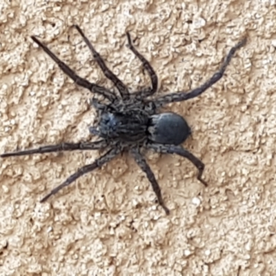 Lycosidae (family) (Wolf spider) at Capital Hill, ACT - 10 Jul 2023 by wandering