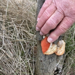 Trametes coccinea at Watson, ACT - 10 Jul 2023