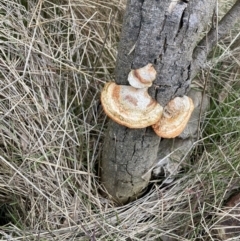 Trametes coccinea at Watson, ACT - 10 Jul 2023