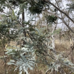 Acacia baileyana x Acacia dealbata (Cootamundra Wattle x Silver Wattle (Hybrid)) at Mount Majura - 10 Jul 2023 by waltraud