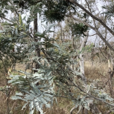 Acacia baileyana x Acacia dealbata (Cootamundra Wattle x Silver Wattle (Hybrid)) at Watson, ACT - 10 Jul 2023 by waltraud
