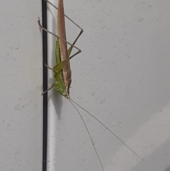 Conocephalus semivittatus (Meadow katydid) at Capital Hill, ACT - 29 Mar 2022 by wandering