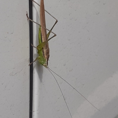 Conocephalus semivittatus (Meadow katydid) at Capital Hill, ACT - 29 Mar 2022 by wandering