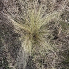 Nassella trichotoma (Serrated Tussock) at Watson, ACT - 10 Jul 2023 by waltraud