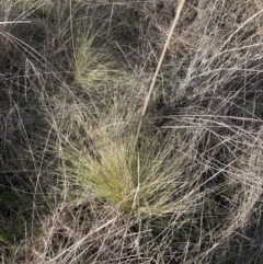 Nassella trichotoma (Serrated Tussock) at The Fair, Watson - 10 Jul 2023 by waltraud