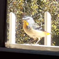 Pardalotus punctatus (Spotted Pardalote) at Capital Hill, ACT - 27 Apr 2021 by wandering