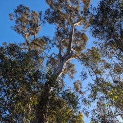 Callocephalon fimbriatum at Phillip, ACT - suppressed