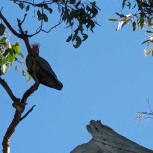 Callocephalon fimbriatum at Phillip, ACT - suppressed