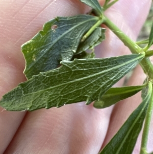 Melicytus dentatus at Cambewarra, NSW - 11 Jul 2023