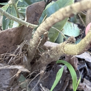 Melicytus dentatus at Cambewarra, NSW - 11 Jul 2023