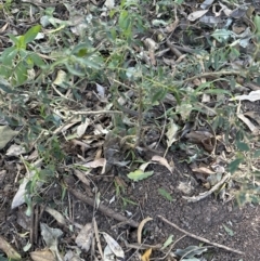 Melicytus dentatus at Cambewarra, NSW - 11 Jul 2023 11:04 AM