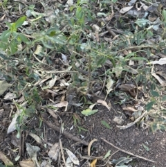 Melicytus dentatus at Cambewarra, NSW - 11 Jul 2023