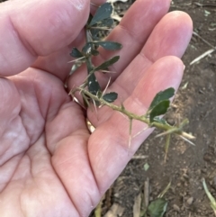 Melicytus dentatus at Cambewarra, NSW - 11 Jul 2023 11:04 AM