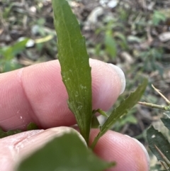 Melicytus dentatus at Cambewarra, NSW - 11 Jul 2023