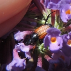 Phyllotocus navicularis (Nectar scarab) at Conder, ACT - 3 Jan 2023 by michaelb