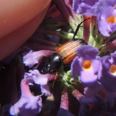 Phyllotocus navicularis (Nectar scarab) at Conder, ACT - 3 Jan 2023 by MichaelBedingfield