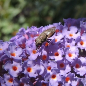 Stomorhina sp. (genus) at Conder, ACT - 3 Jan 2023