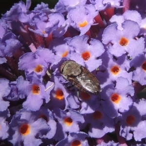 Stomorhina sp. (genus) at Conder, ACT - 3 Jan 2023