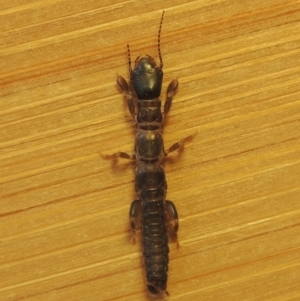 Metoligotoma sp. (genus) at Conder, ACT - 8 Jan 2023 08:33 AM