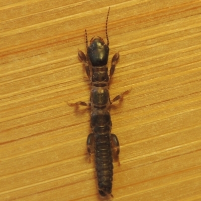 Metoligotoma sp. (genus) (Webspinner) at Conder, ACT - 8 Jan 2023 by MichaelBedingfield