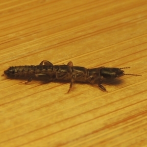 Metoligotoma sp. (genus) at Conder, ACT - 8 Jan 2023 08:33 AM