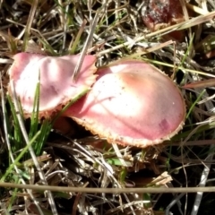 Hygrocybe sp. (Hygrocybe) at Mount Taylor - 20 Jun 2023 by BarrieR