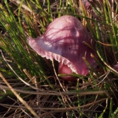 Hygrocybe sp. at Kambah, ACT - 20 Jun 2023