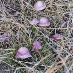 Hygrocybe sp. at Kambah, ACT - 20 Jun 2023 03:35 PM