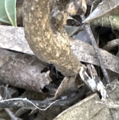 Clerodendrum tomentosum at Cambewarra, NSW - 11 Jul 2023