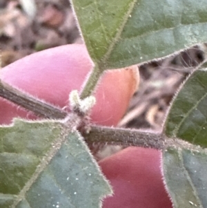 Clerodendrum tomentosum at Cambewarra, NSW - 11 Jul 2023