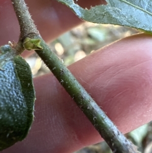 Ficus coronata at Cambewarra, NSW - 11 Jul 2023