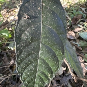 Ficus coronata at Cambewarra, NSW - 11 Jul 2023 12:21 PM