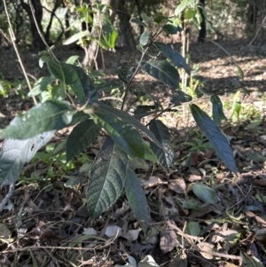 Ficus coronata at Cambewarra, NSW - 11 Jul 2023 12:21 PM