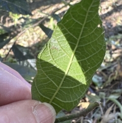 Ficus coronata at Cambewarra, NSW - 11 Jul 2023 12:21 PM