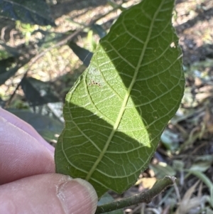 Ficus coronata at Cambewarra, NSW - 11 Jul 2023