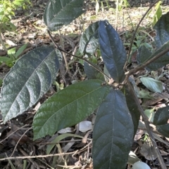 Ficus coronata at Cambewarra, NSW - 11 Jul 2023