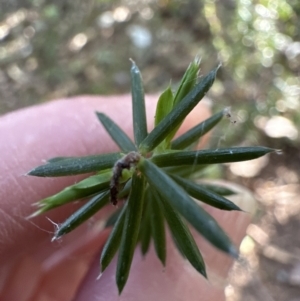 Leucopogon juniperinus at Cambewarra, NSW - 11 Jul 2023