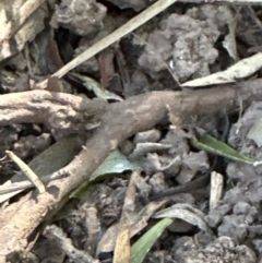 Leucopogon juniperinus at Cambewarra, NSW - 11 Jul 2023 12:59 PM