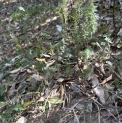 Leucopogon juniperinus at Cambewarra, NSW - 11 Jul 2023 12:59 PM