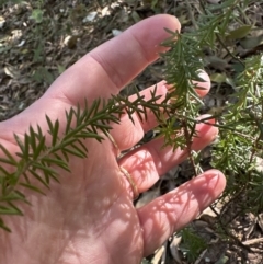 Leucopogon juniperinus at Cambewarra, NSW - 11 Jul 2023 12:59 PM