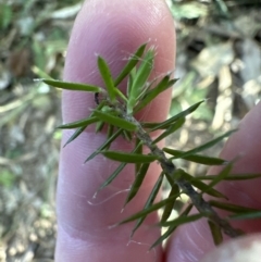 Leucopogon juniperinus at Cambewarra, NSW - 11 Jul 2023 12:59 PM