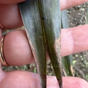 Livistona australis at Cambewarra, NSW - suppressed