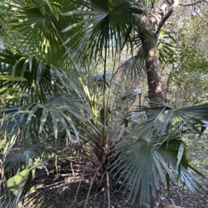 Livistona australis at Cambewarra, NSW - 11 Jul 2023