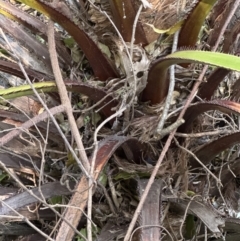 Livistona australis at Cambewarra, NSW - suppressed