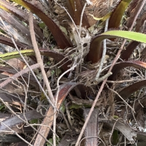 Livistona australis at Cambewarra, NSW - 11 Jul 2023