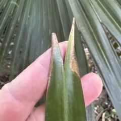 Livistona australis at Cambewarra, NSW - 11 Jul 2023