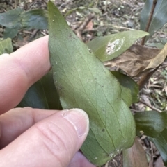 Stenocarpus salignus (Scrub Beefwood) at Cambewarra, NSW - 11 Jul 2023 by lbradley