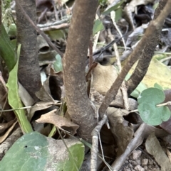 Stenocarpus salignus at Cambewarra, NSW - 11 Jul 2023 01:22 PM